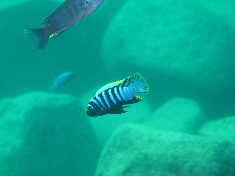 Cynotilapia zebroides 'Thumbi West Island'